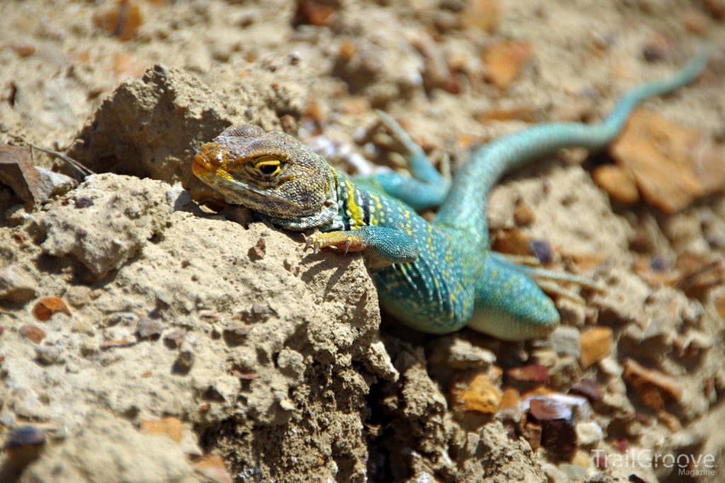 Lizard in the Sun - Hot Weather Hiking