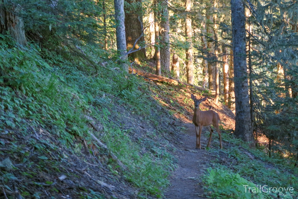 Wildlife on the Loowit Trail