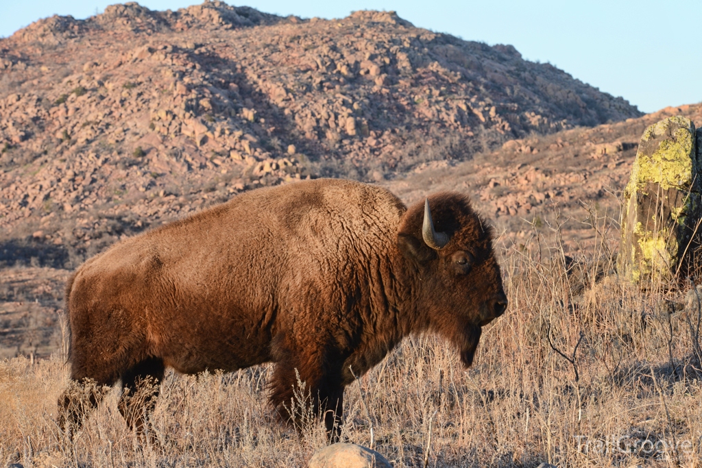 Bison roam free in the Wichita Mountains Wildlife Refuge.