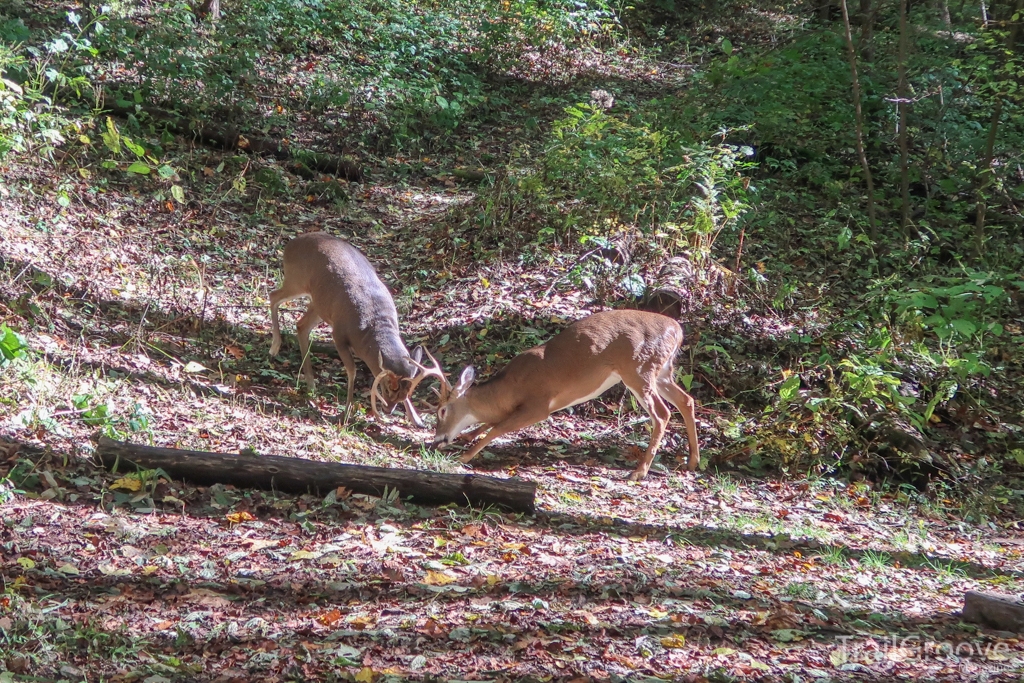 Sparring bucks provided us with entertainment during a stop at Birch Spring Gap.