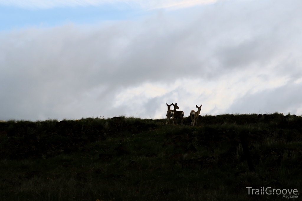 Wildlife on the Yakima Skyline Trail