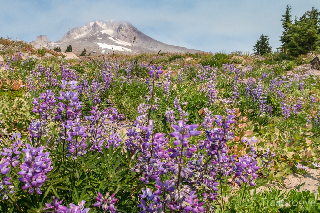 Wildflowers Along Oregon's Timberline Trail