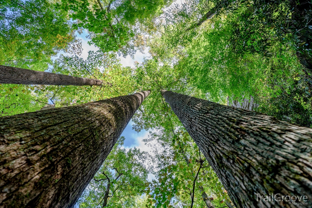 Looking up at the Huge Trees in Red River Gorge