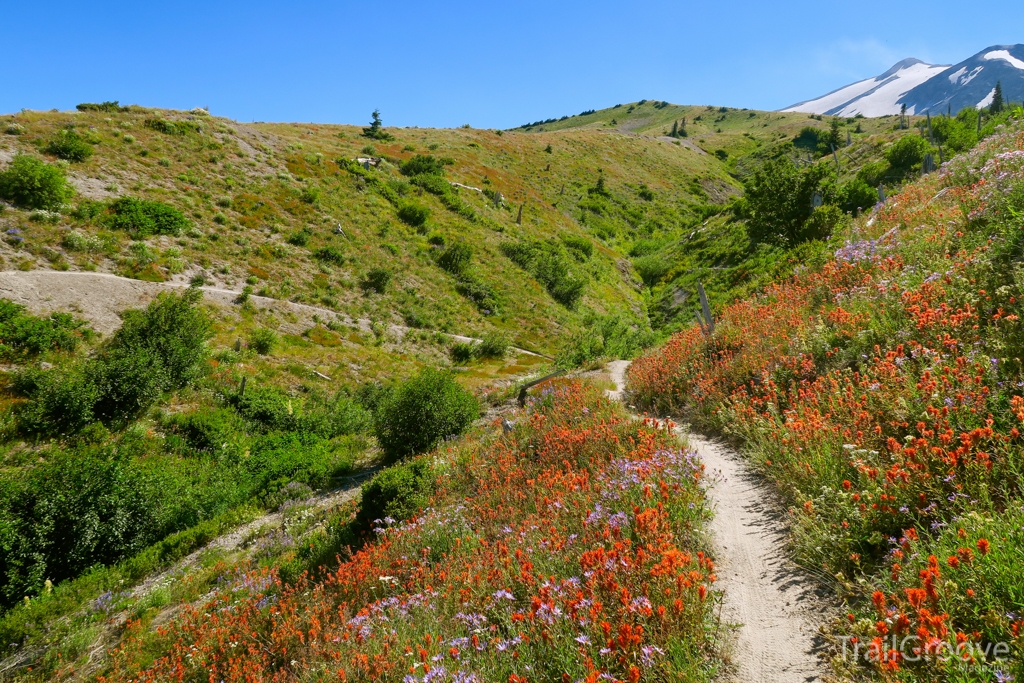 Wildflowers Along the Loowit Trail