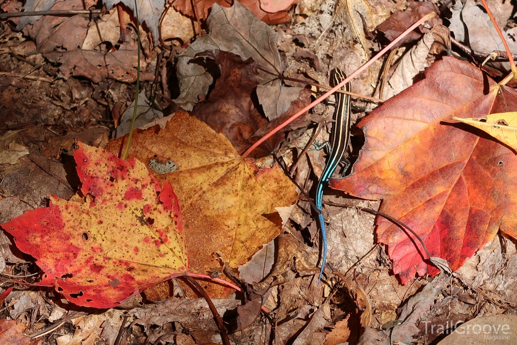 A five-lined skink in the fall colors at Great Smoky Mountains National Park