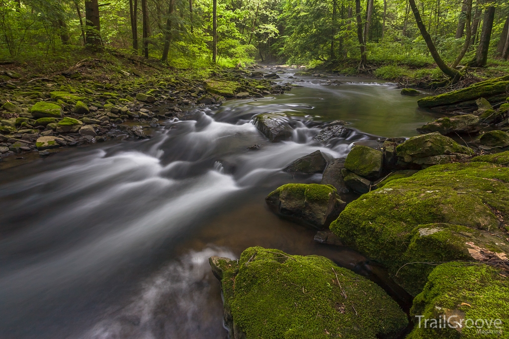 Forested Creek - Fiery Gizzard Trail