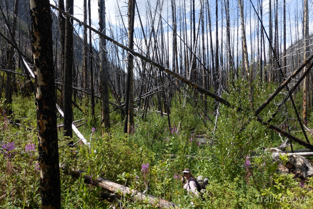 Fire Damage on the Great Divide Trail