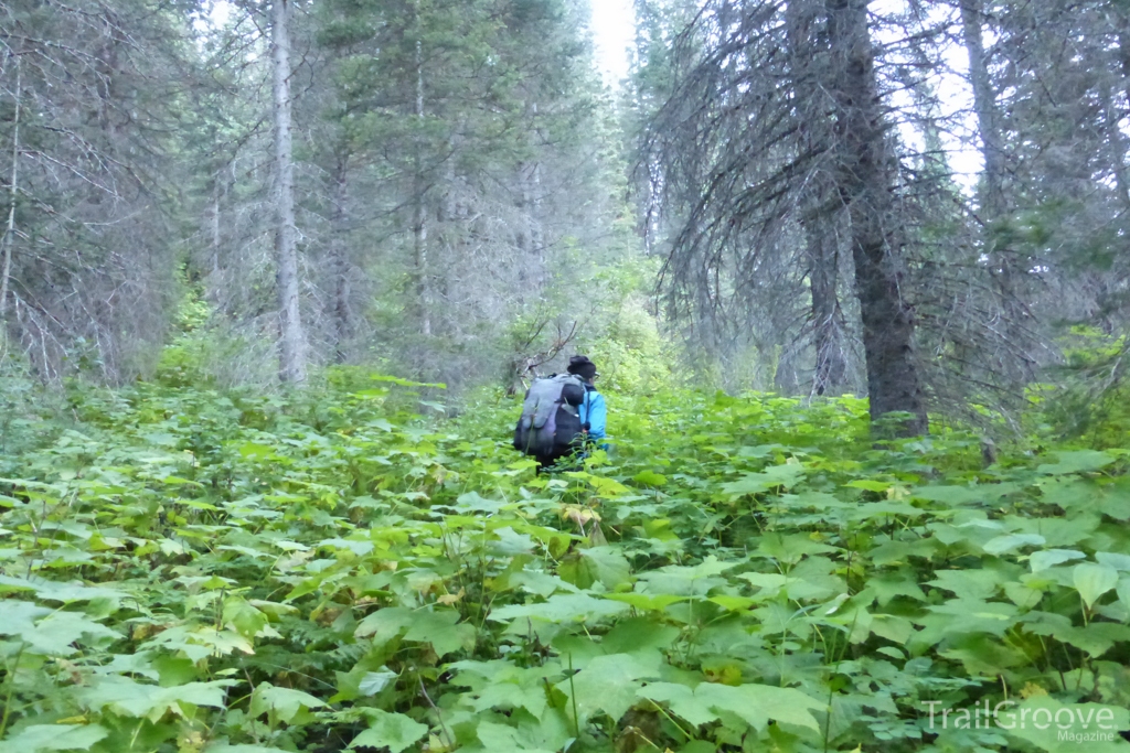 Brushy Section of The Great Divide Trail