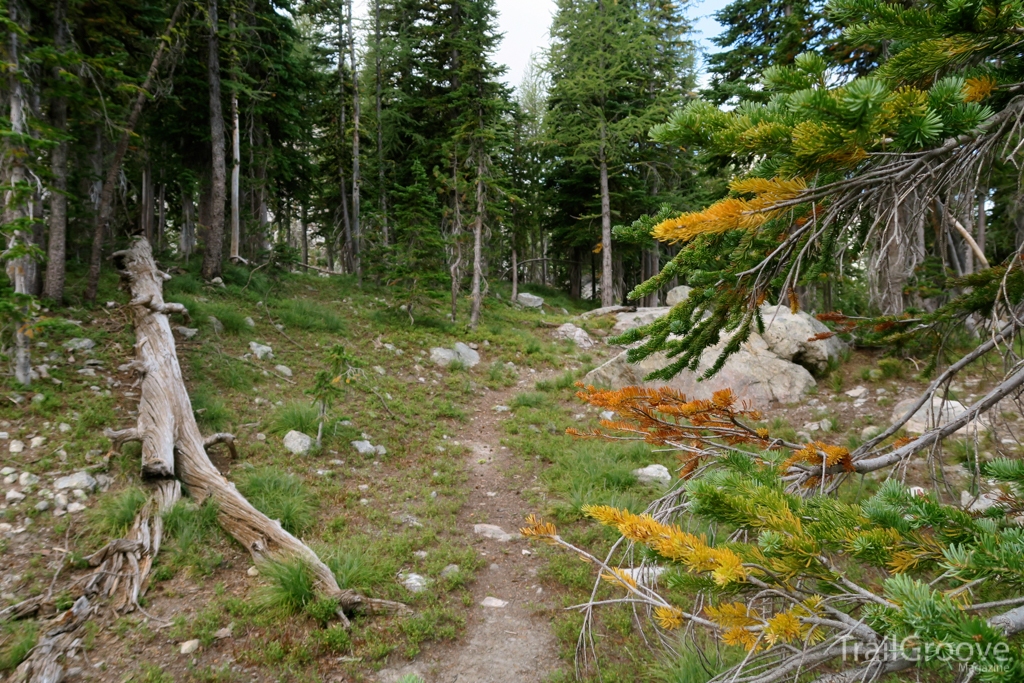 Hiking Trail in the Selway-Bitterroot Wilderness