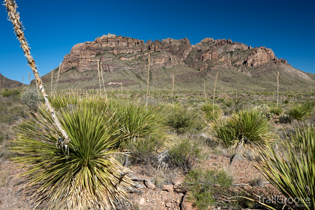 Big Bend Sotol along Pine Canyon Trail