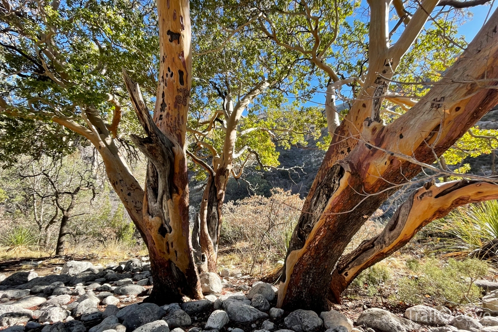 Trailside - Hiking the Guadalupe Mountains