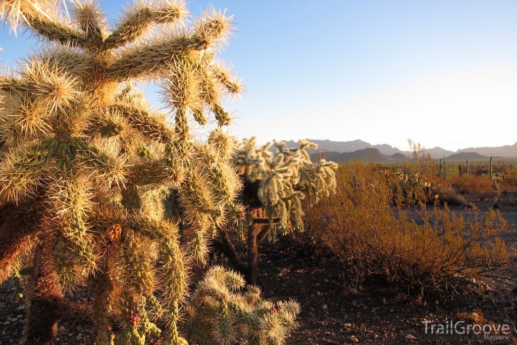 Hiking & Backpacking Organ Pipe Cactus Monument, Arizona