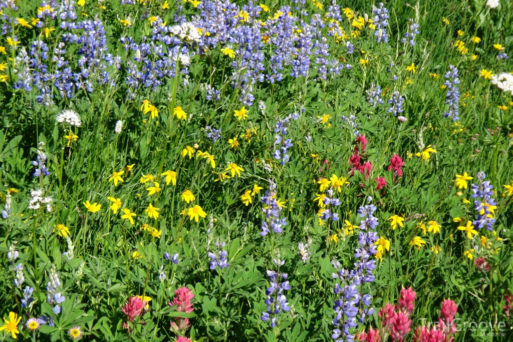 Wonderland Trail Wildflowers