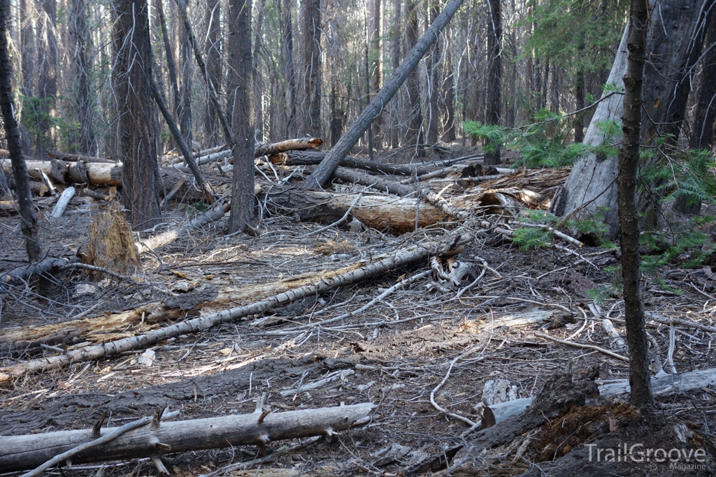 Unmaintained Trail - Theodore Solomons