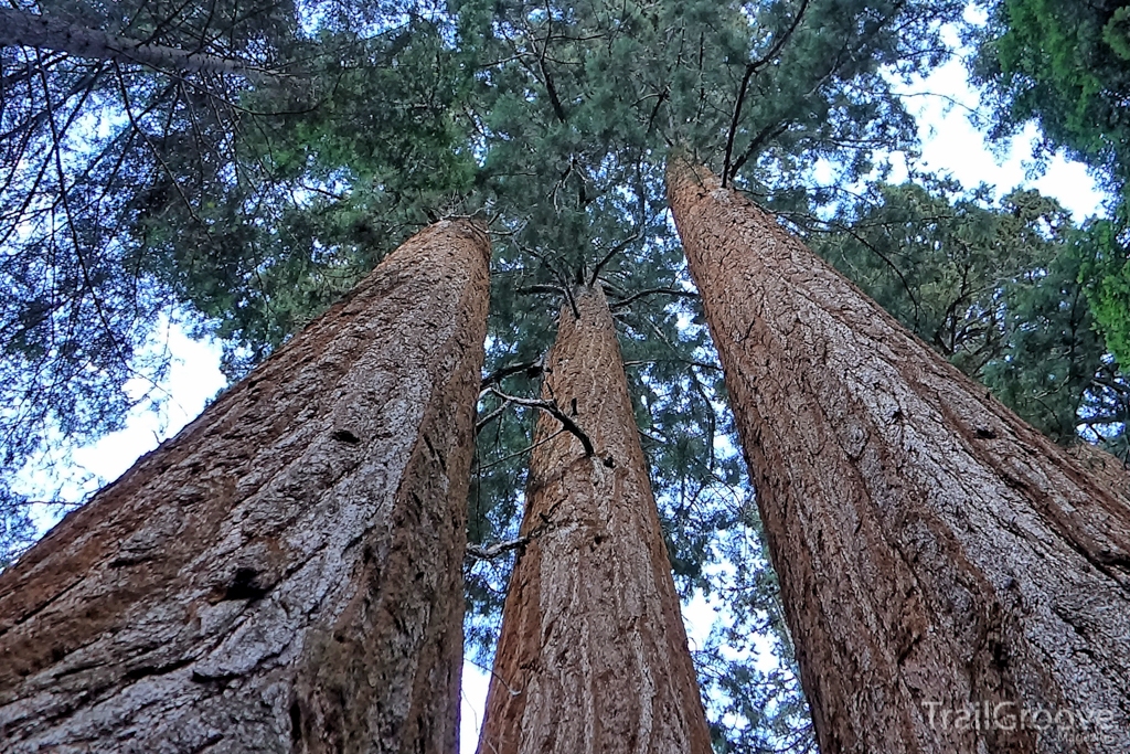 Theodore Solomons Trail Redwoods