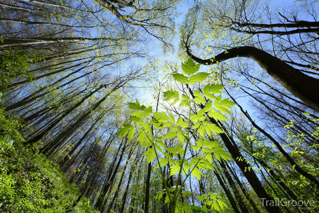 Forest View on the Tremont Loop in the Smokies