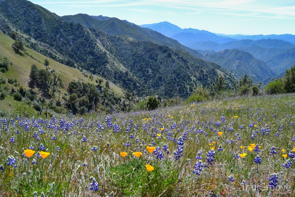 Lupines and Poppies in the Ventana Wilderness