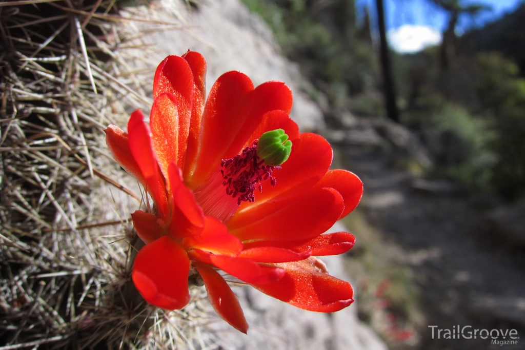 Claret Cup Cactus in Chiricahua National Monument