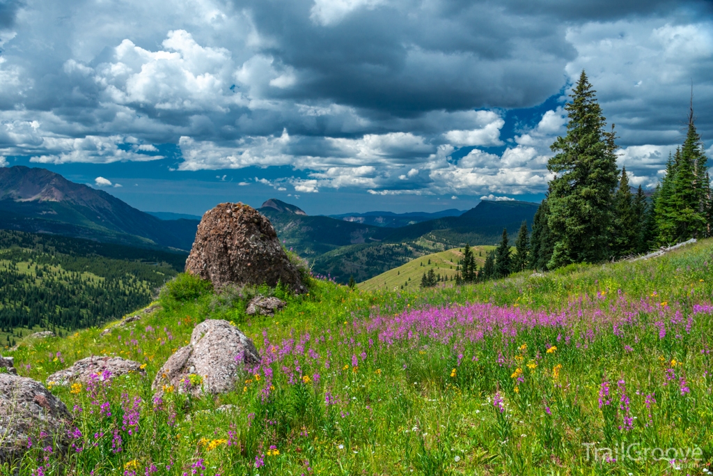 Wildflowers - Hiking in the San Juan Mountains