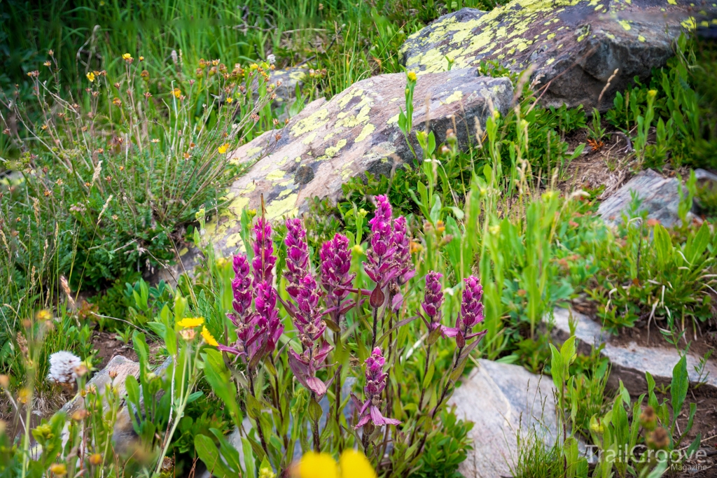 Wildflowers on the Colorado Trail