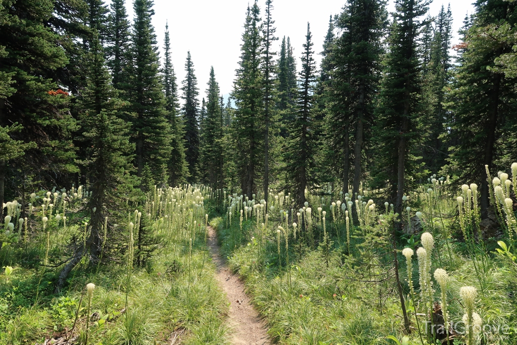 Wildflowers on a Hiking Trail in Glacier National Park