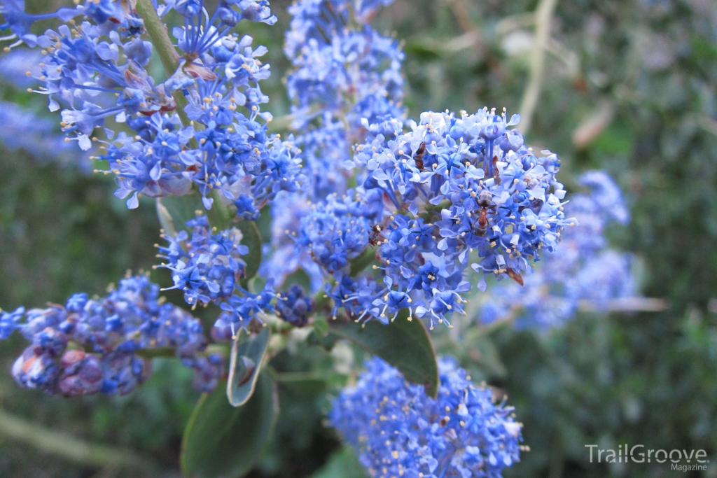 Whitebark Lilac Noble Canyon Trail