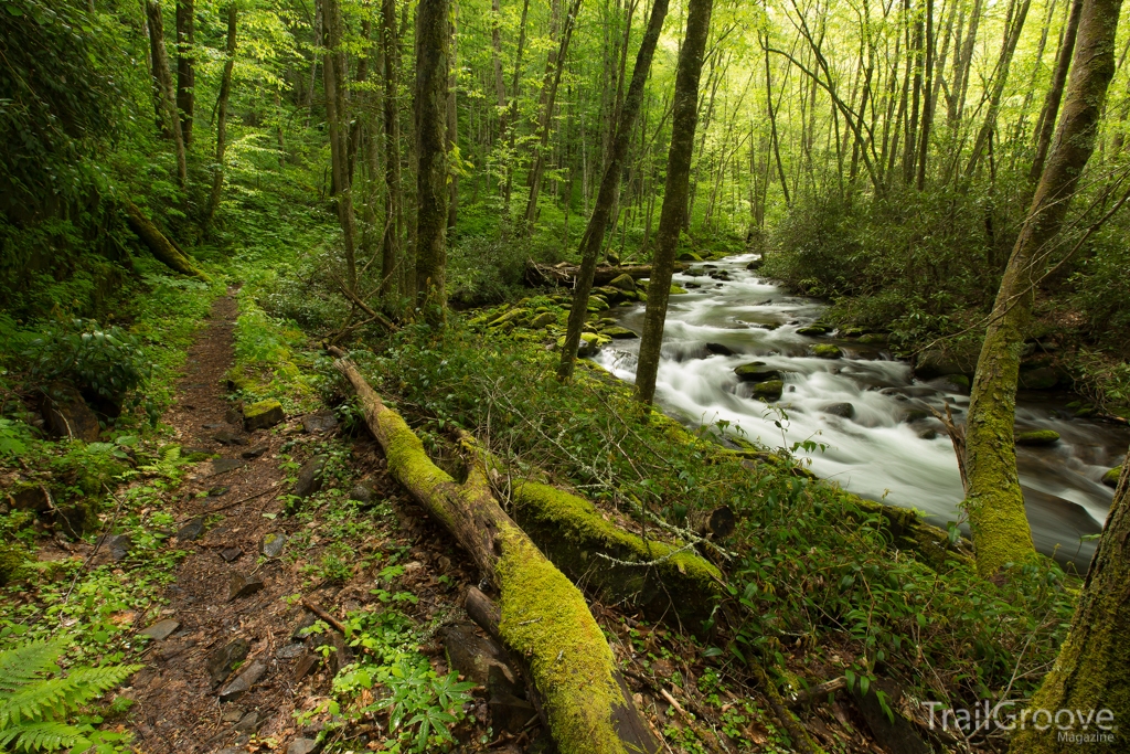 Hiking the Goshen Prong Trail in the Smokies