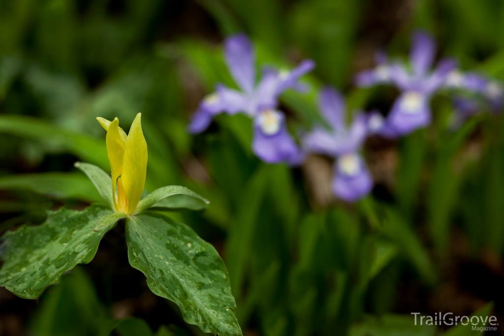 Wildflowers Along the Trail in Greebrier