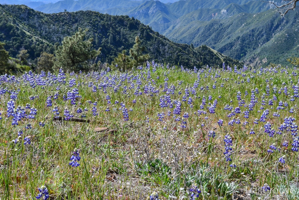 Ventana Wilderness