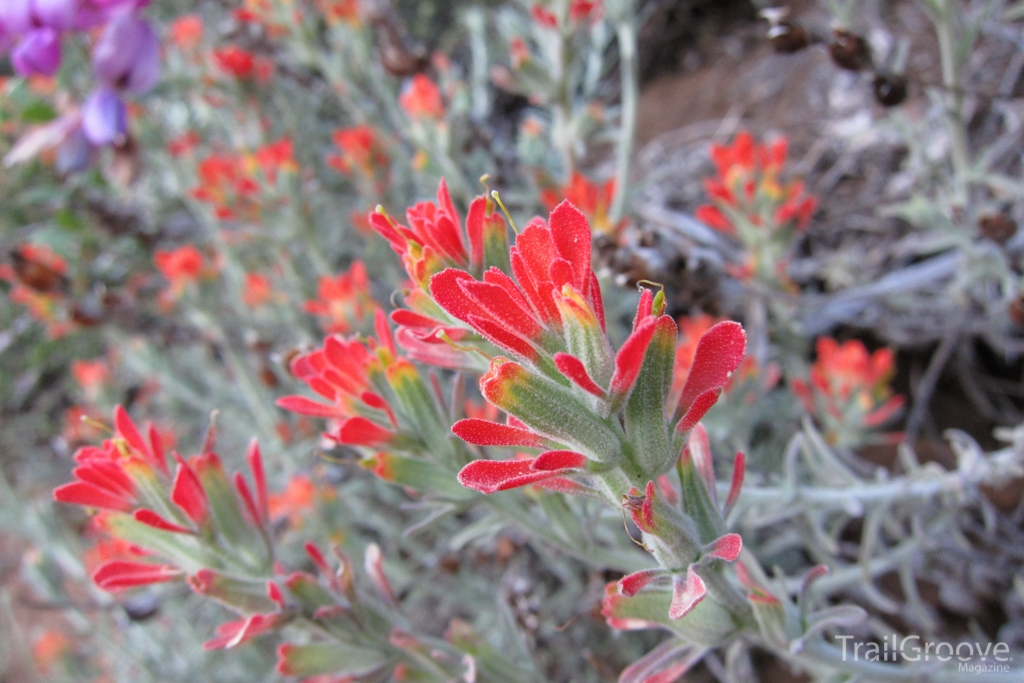 Neon Red Paintbrush Lines the Noble Canyon Trail