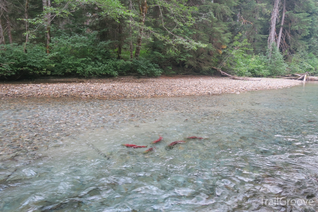 Salmon in North Cascades National Park