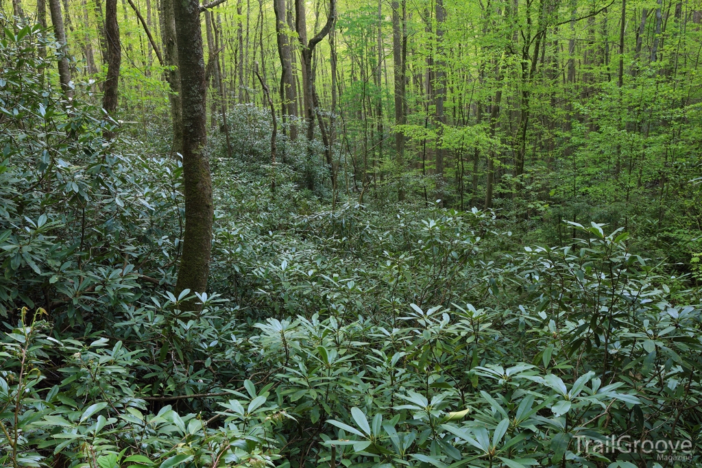 Panther Creek Trail in the Smokies