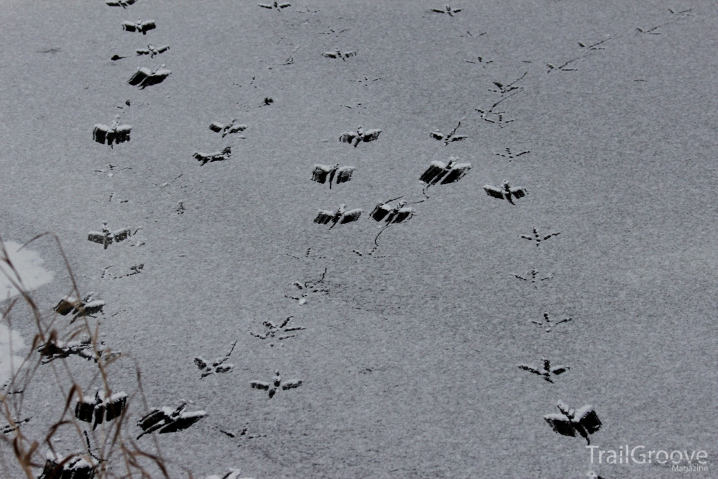 Identifying Animal Tracks while Hiking