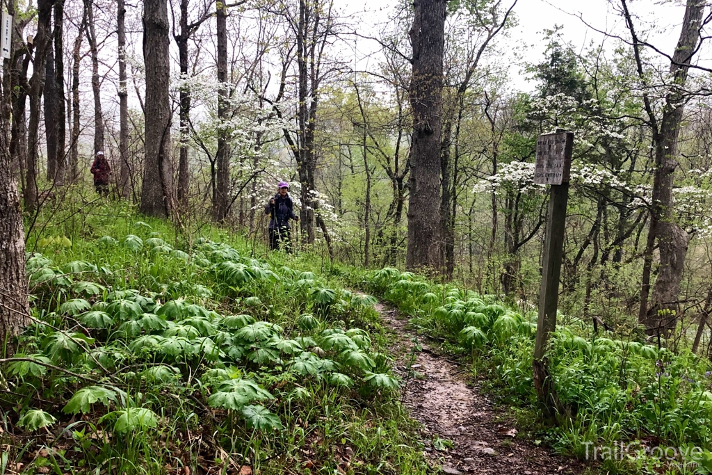 The Buffalo River Trail in Bloom