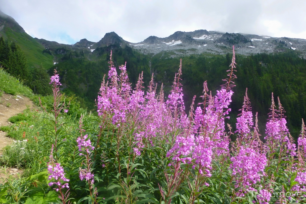 Alpine flowers along the way to Hidden Lake Peak