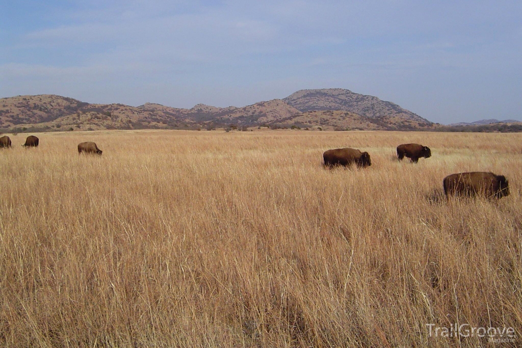 Wichita Mountains Buffalo