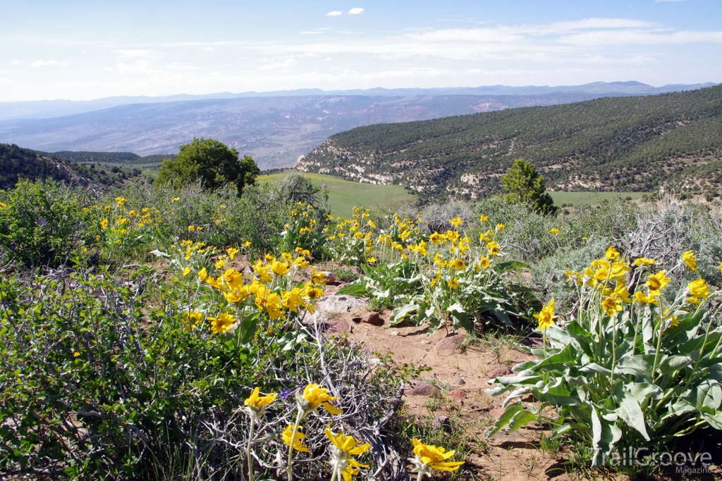 Trailside Wildflowers