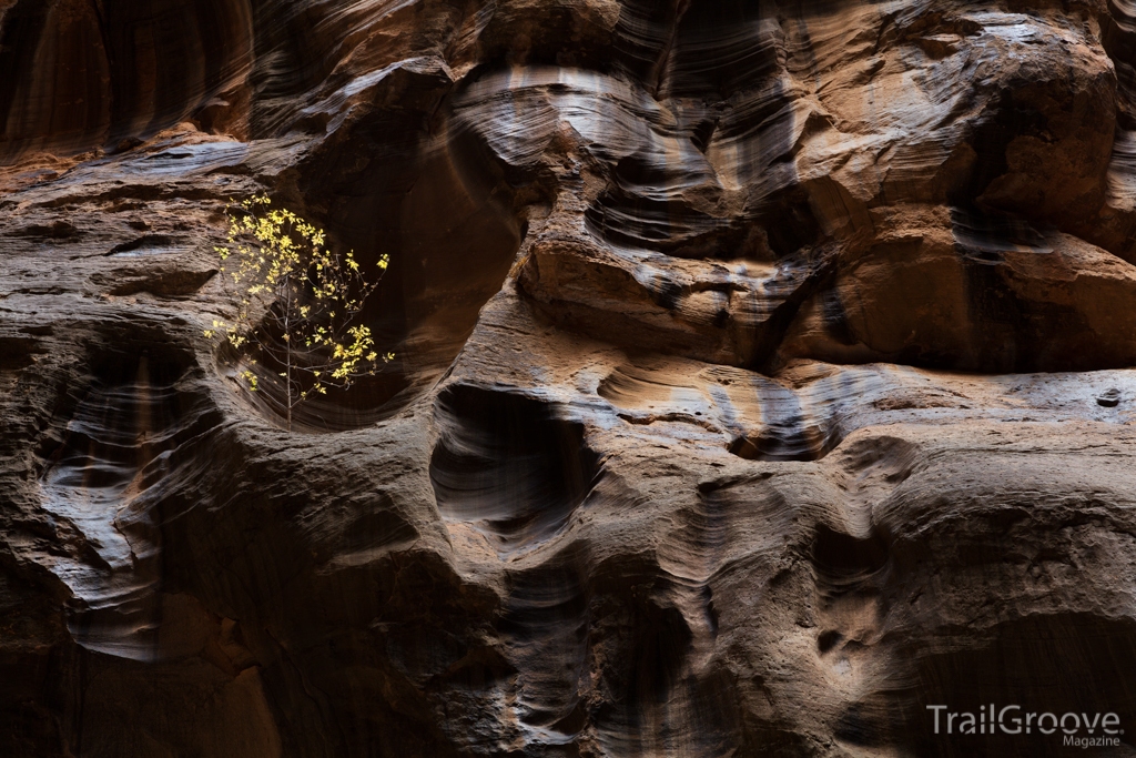 Tree above Imlay Rock in the Zion Narrows