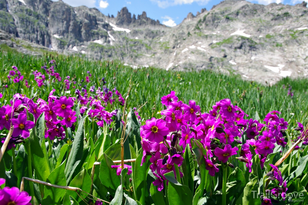 Wildflower Hiking