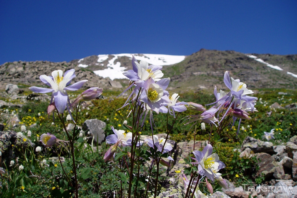 Blue Columbine Colorado