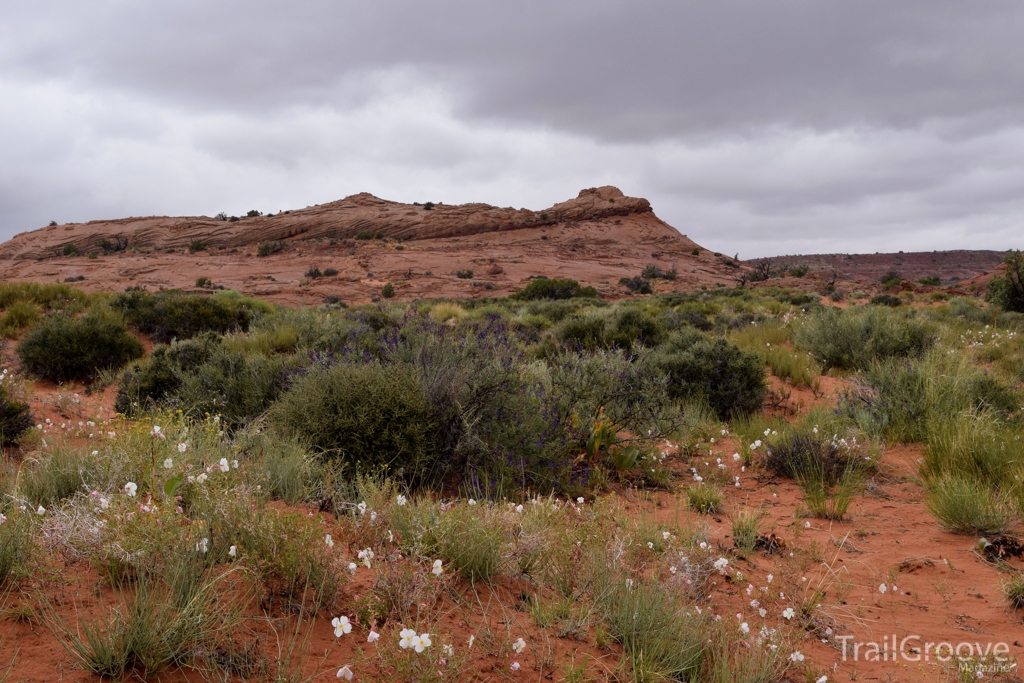 Desert Primrose in Bloom - Hiking Peekaboo and Spooky Gulch Utah