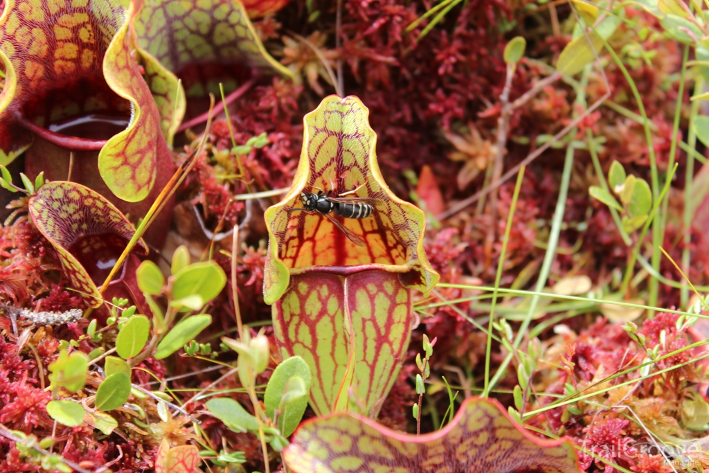 Hiking and Backpacking - Observing Nature