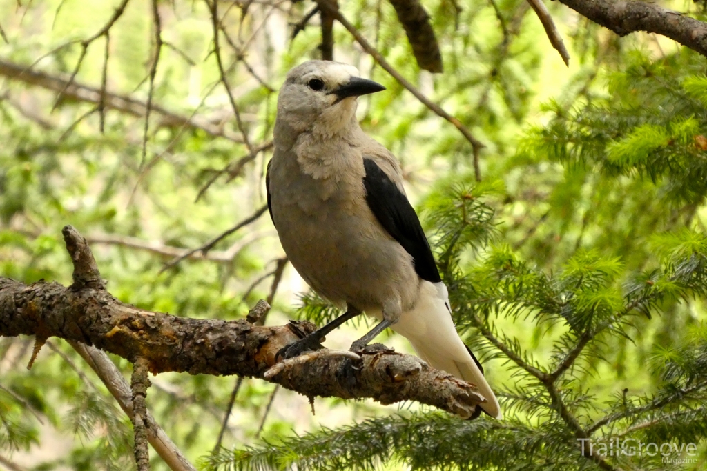 Becoming a Trail Naturalist while Hiking and Backpacking