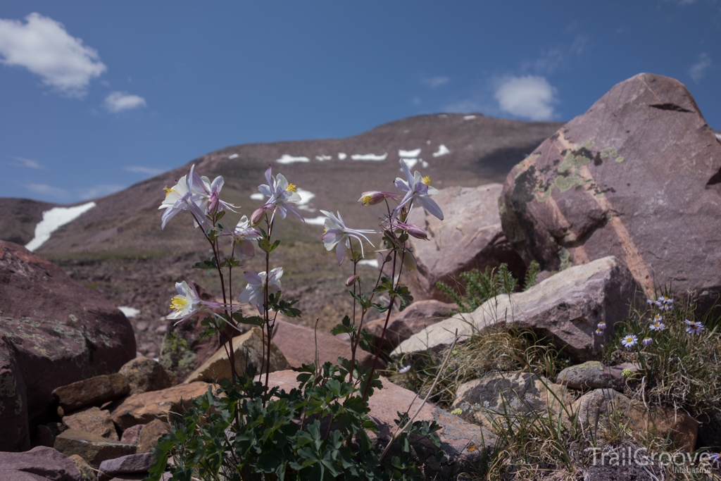 Highline Trail Wildflowers