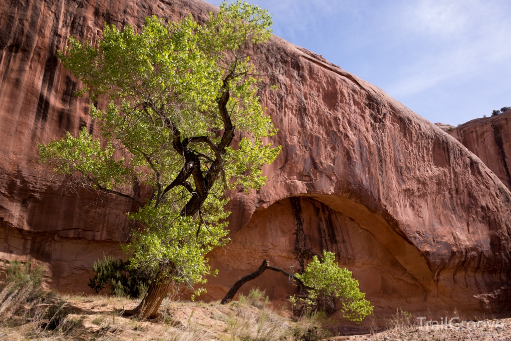 Sandstone Oasis - Capitol Reef Backcountry Hike