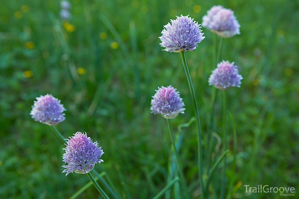 Wildflowers - Hiking the Bob Marshall Wilderness & Chinese Wall