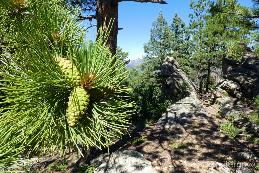 Plant Identification