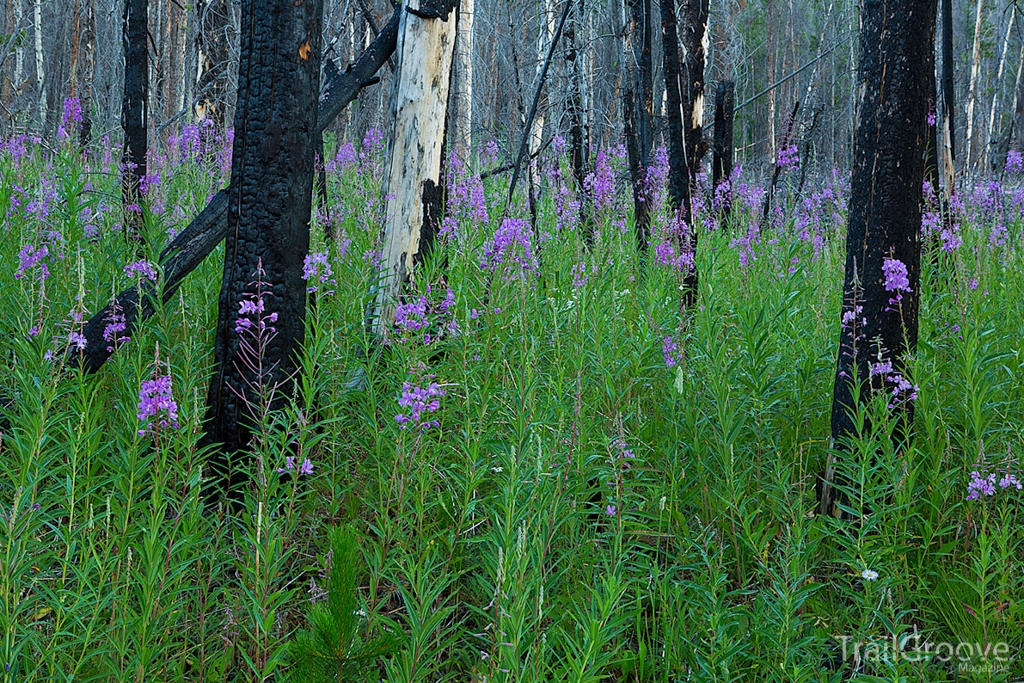 Along the Trail in the Bob Marshall Wilderness