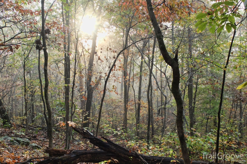 Forest Along the Ozark Highlands Trail