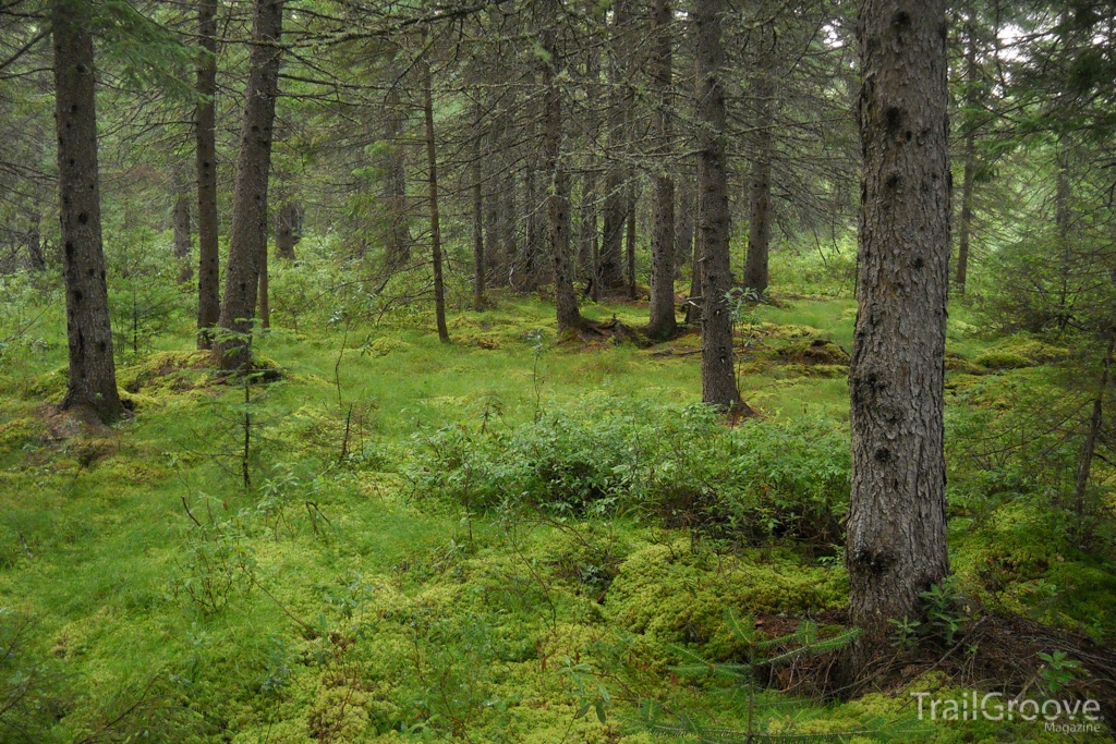 Along the Trail in Baxter State Park